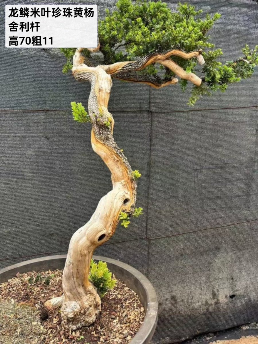 米叶龙鳞珍珠黄杨盆景舍利扭曲盆龄八年百年树龄
