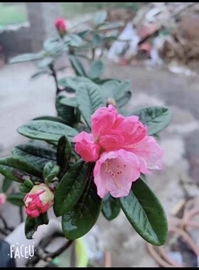 高山云锦杜鹃野枇杷一年两季花期山东安徽以南种植