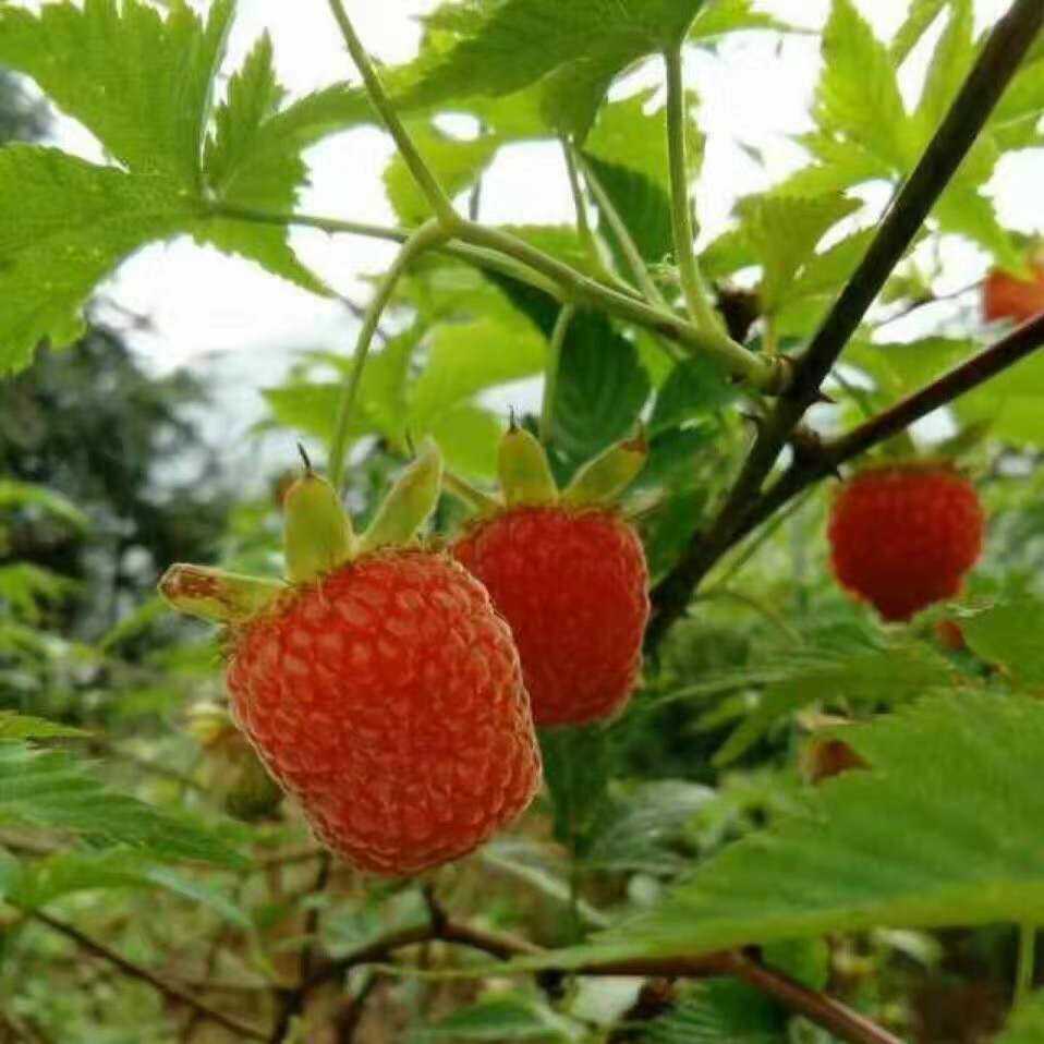 红树莓掌叶覆盆子树苗大号角公牛奶母悬钩子覆盆子大苗水果苗