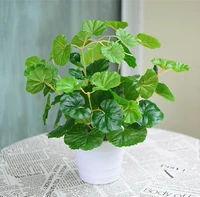 Бида Бегония Лист