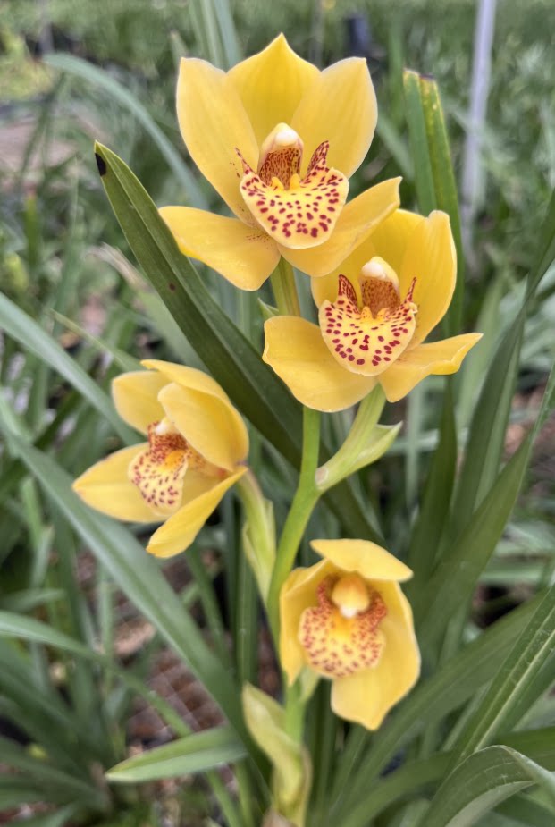 春兰蕙兰名品兰花苗 皇帝荷 现带浓香花苞出售好养花卉盆栽