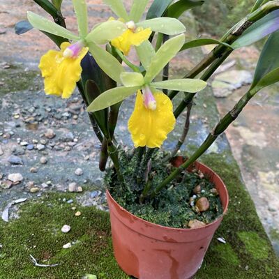 绿植盆栽兰花洋兰卡特兰树兰小黄莺开花超香