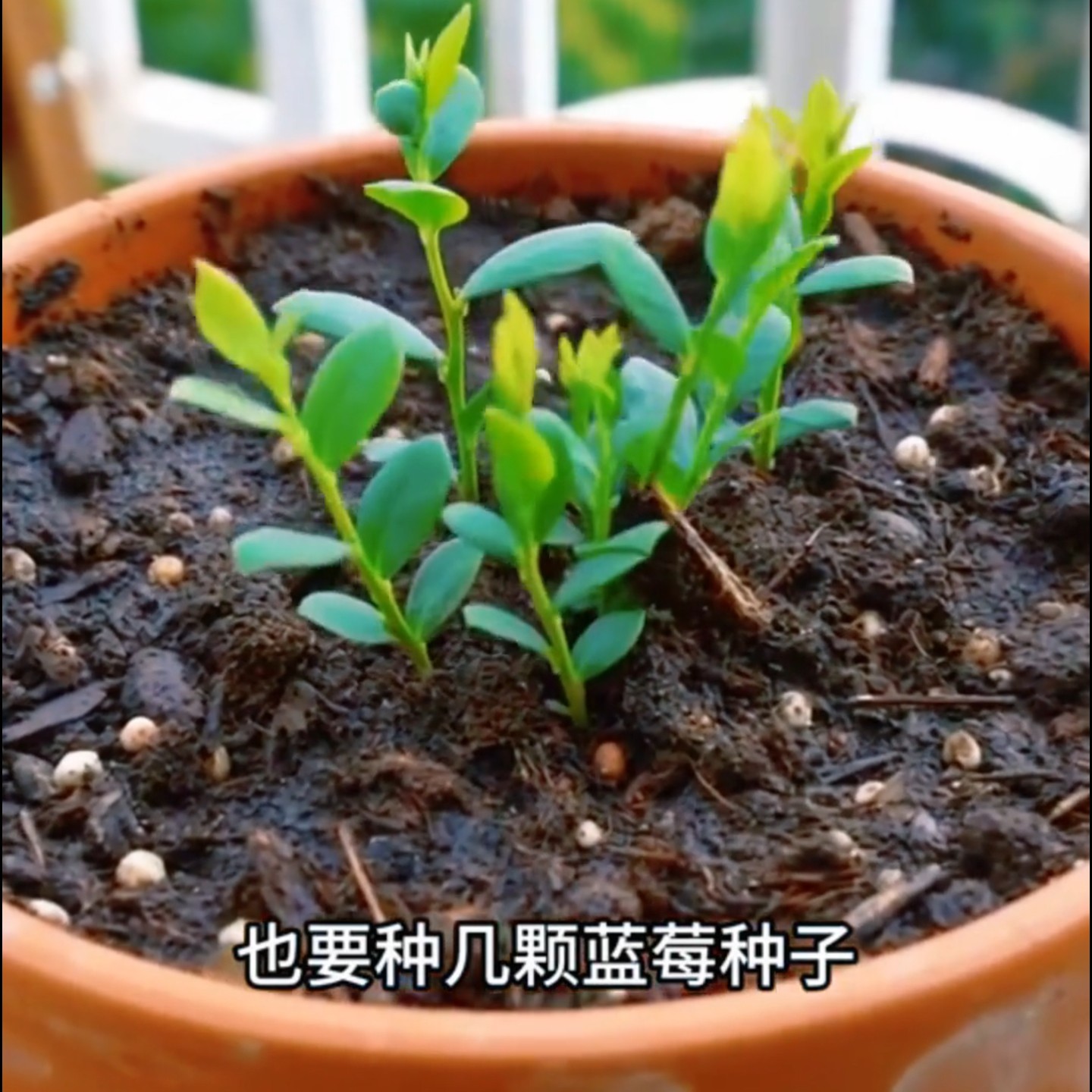 蓝莓种子88粒四季好养盆栽