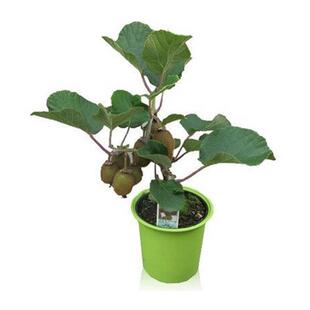 湖南红心猕猴桃苗子 红心猕猴桃树苗嫁接苗 果树苗南北方种植