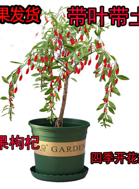 食鲜红色宁夏枸杞子树苗盆栽果盆景树桩种子带枸杞苗菜叶枸杞树