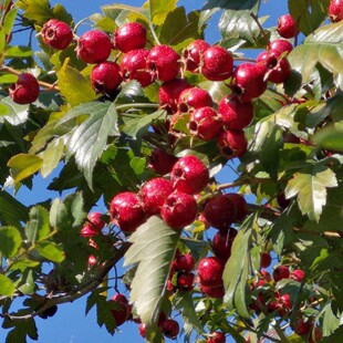 正宗原生山楂树苗山里红树苗红果高产超甜大果南北方庭院地栽耐寒