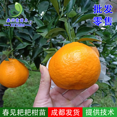 耙耙柑树苗春见树苗春见苗嫁接柑桔苗四川特产嫁接水果热销果树苗