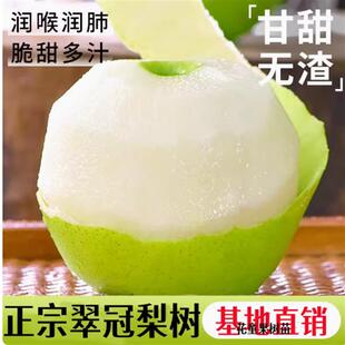 翠冠梨树苗 南汇翠冠梨苗 嫁接蜜梨苗 翠冠梨82梨树苗当年结果树