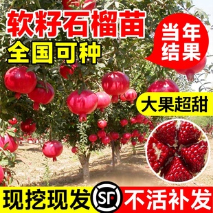 突尼斯软籽石榴树树苗盆栽地栽四季庭院果树无籽甜大红袍石榴果苗