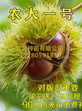 早熟矮化高产稳产板栗苗  农大一号板栗树苗 8月成熟 特好吃