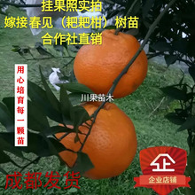 春见苗耙耙柑树苗春见树苗嫁接柑桔苗四川嫁接春见柑橘树苗