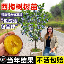 西梅树树苗嫁接蓝蜜西梅树果苗南北方庭院果树盆栽地栽当年结果