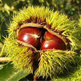 庭院四季地栽嫁接罗田板栗树苗特大红皮当年结果南北方种植新品种