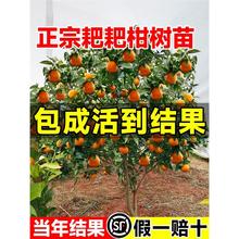 春见苗耙耙柑树苗嫁接果树丑柑苗桔子树苗春见粑粑柑树苗春见柑橘