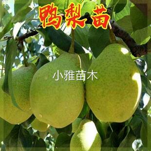 正宗正宗大鸭梨树苗当年结果秋子梨苗鸭状梨苗鸭嘴梨苗嫁接特大鸭