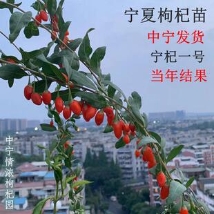 宁夏中宁红枸杞树苗盆地栽盆景农户原产地直销地径粗 0.5cm-0.8cm