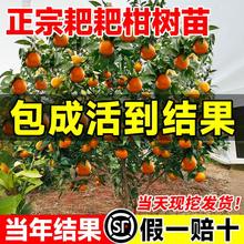 正宗四川春见耙耙柑树苗嫁接果树粑粑柑沃柑丑橘南北方种植水果苗