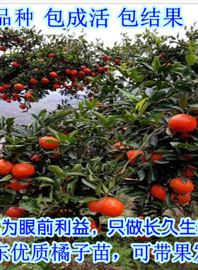 正宗丑橘树苗丑八怪树苗不知火树苗嫁接柑橘树苗橘子树苗当年结果