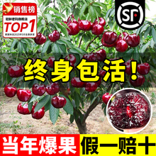 车厘子树苗樱桃树苖水果南方北方种植盆栽矮化嫁接大黑珍珠正宗苗