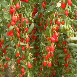 枸杞苗食用宁夏黑枸杞红枸杞野生苗树苗盆栽地栽庭院南北方种植