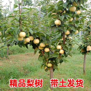大梨树果苗带土球秋月梨子嫁接苗南方北方沙梨香梨翠冠活苗