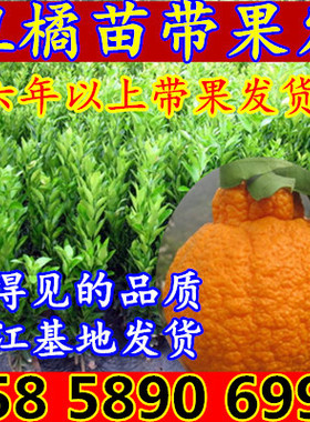 四川丑橘苗 丑橘树苗不知火柑橘春见丑八怪丑橘苗砂糖橘子苗