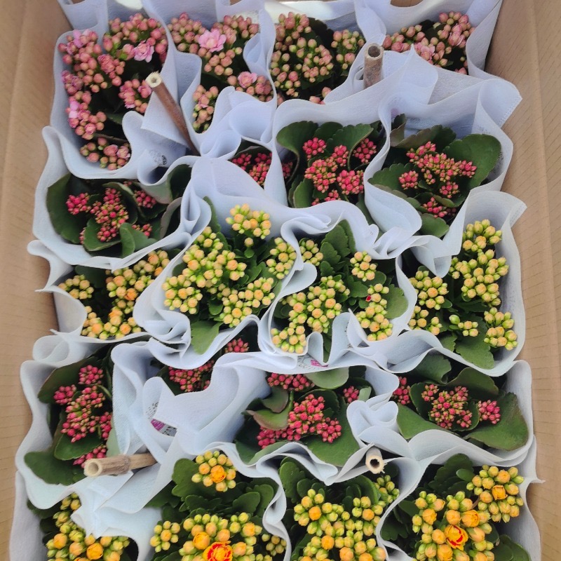 花储坤花卉盆栽室内外春夏秋