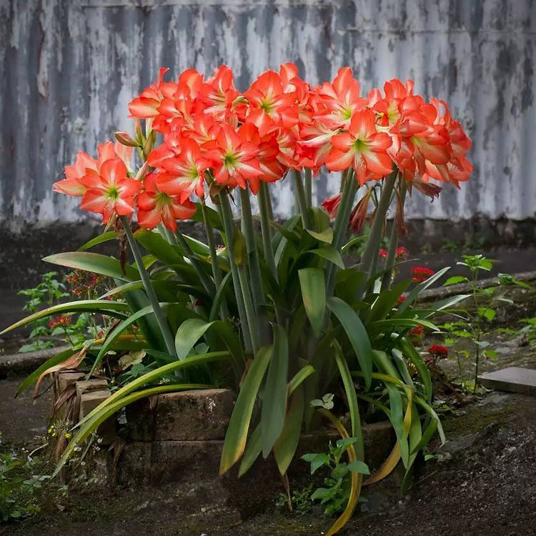 春天庭院易种对对红土朱朱顶红种球花球根庭院种植对子莲工程盆栽