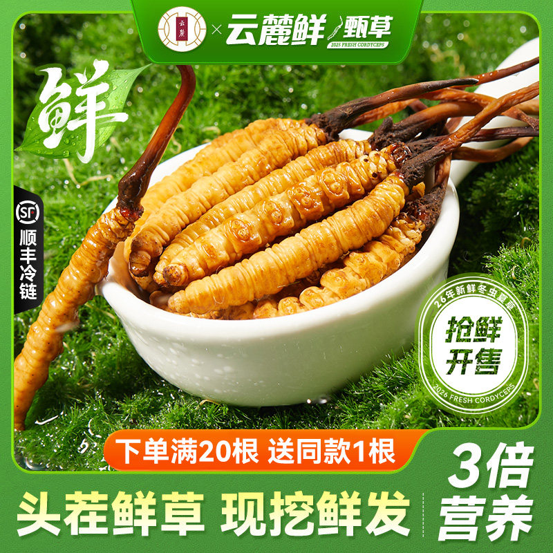 云麓2026新鲜冬虫夏草西藏官方正品0.8g头期头茬30根鲜虫草泡茶