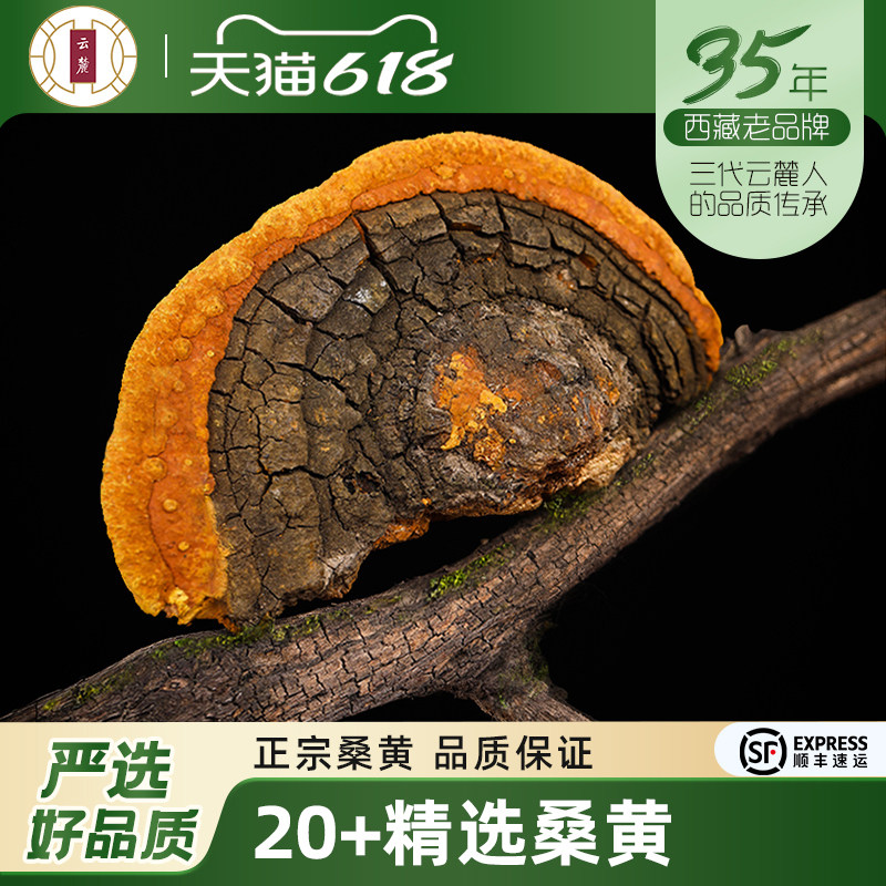 【西藏发货】云麓桑树桑黄桑黄整枝灵芝片孔菌500g一斤非云南桑黄