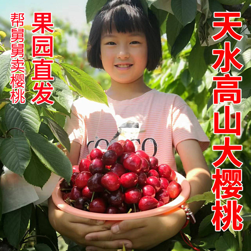 2026新品甘肃天水大樱桃红灯樱桃车厘子新鲜采摘酸甜多汁樱桃现摘