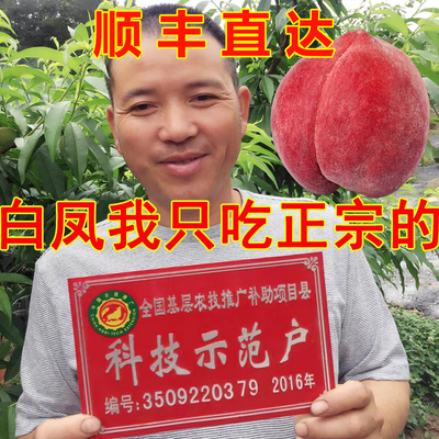 现摘正宗古田白凤水蜜桃