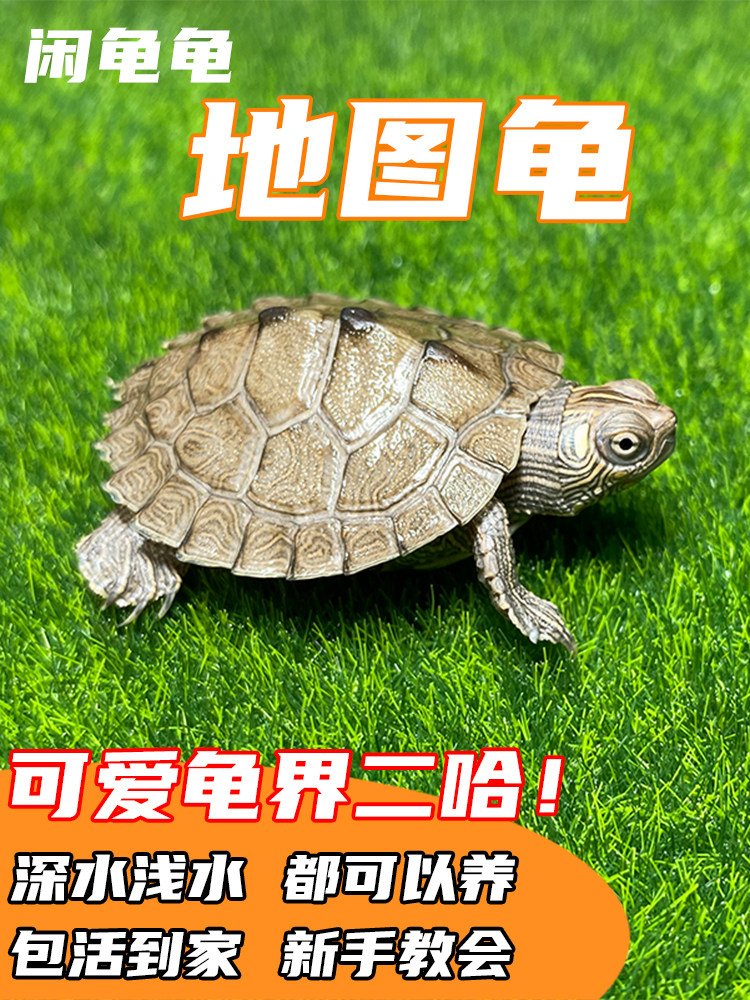密西西比地图乌龟苗活物小宠物龟招财龟外塘观赏深水火焰吃鱼粪龟