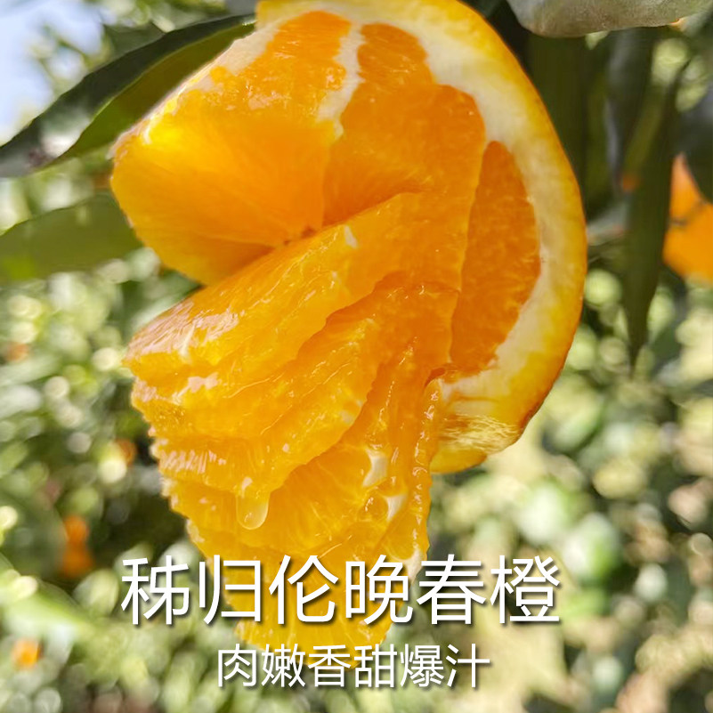 正宗伦晚脐橙春橙9斤新鲜现摘橙子孕妇小孩当季水果甜橙产地直供
