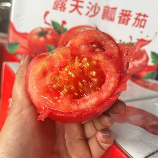 攀枝花粉罗兰沙瓤西红柿露天桃太郎水果番茄自然熟酸甜现摘老味道