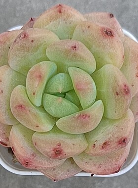 多肉植物糖心珍妮乌黑王盆栽室内绿植花卉办公室桌面小盆栽数之缘