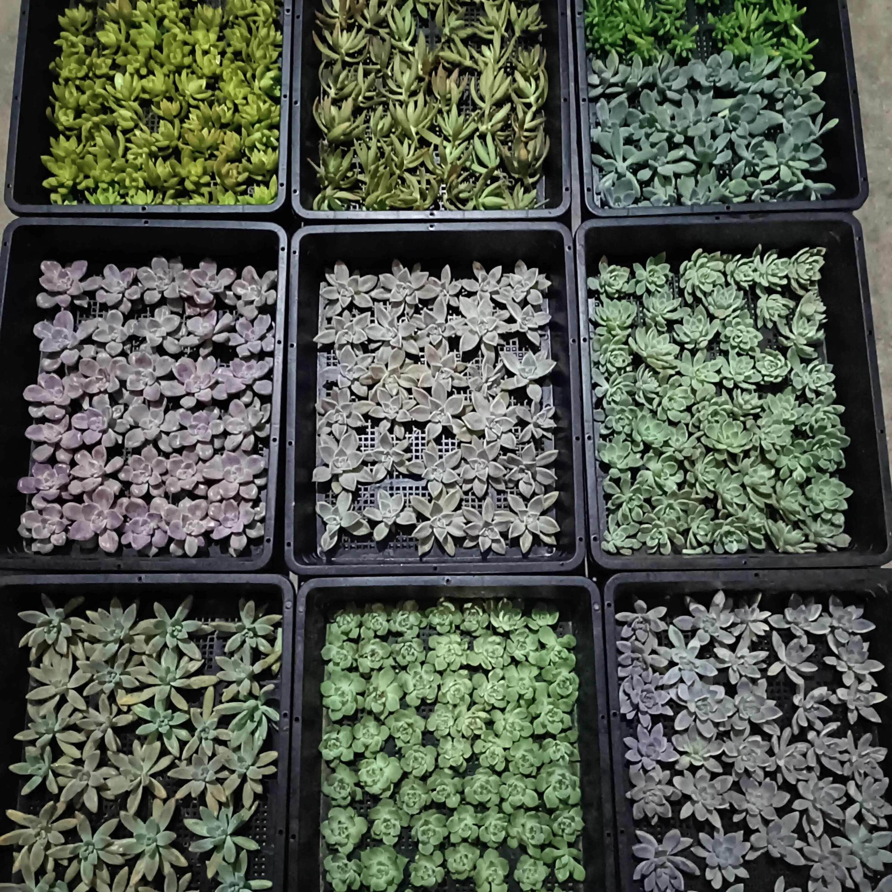 多肉植物无根砍头苗吉娃娃橙梦露多肉植物