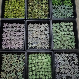 多肉植物无根砍头苗吉娃娃橙梦露紫乐淡雪特价套餐盆栽好养数之缘