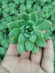 马库斯多肉植物花卉新手好养活砍头苗无根休眠期净化空气窗台清棚