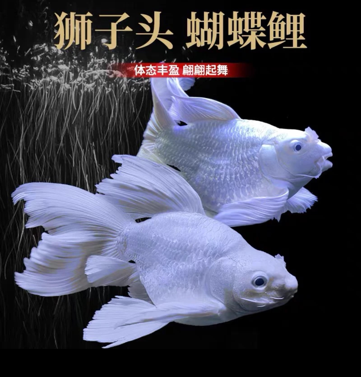 白蝴蝶锦鲤小仙鲤白金龙鲫鱼凤尾锦鲤鱼苗活体龙凤锦鲤鱼龙鱼搭档