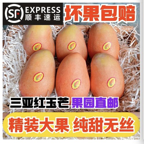 三亚特级红玉芒玉文芒果园现摘发