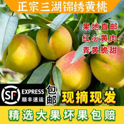 正宗湖北荆州 三湖锦绣黄桃 红心脆桃果园现摘发新鲜水果10斤装
