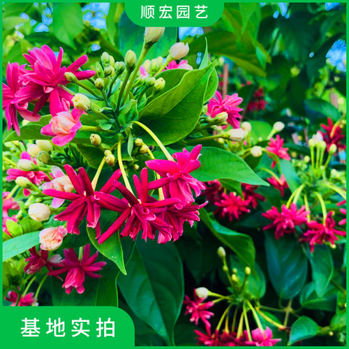 使君子重瓣室外花苗阳台攀爬植物