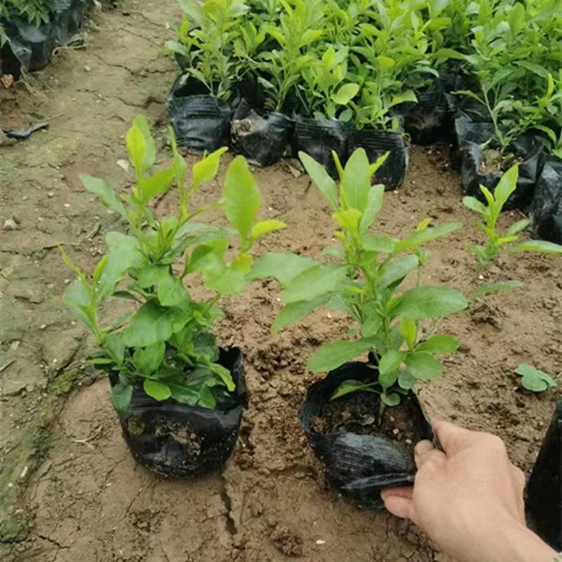 蓝雪花苗盆栽阳台观花耐热好养植物花园庭院爬藤攀援花藤本白雪花 鲜花速递/花卉仿真/绿植园艺 时令草本花卉 原图主图