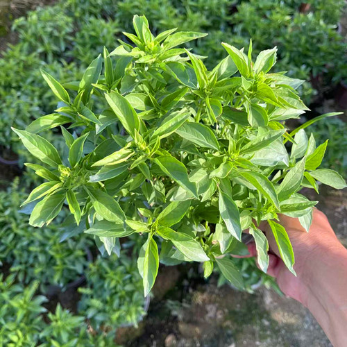 九层塔盆栽可食用三杯鸡艾草薄荷紫苏罗勒金不换芸香鱼腥草迷迭香