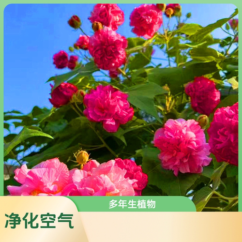 盆栽开花庭院阳台重瓣变色木芙蓉