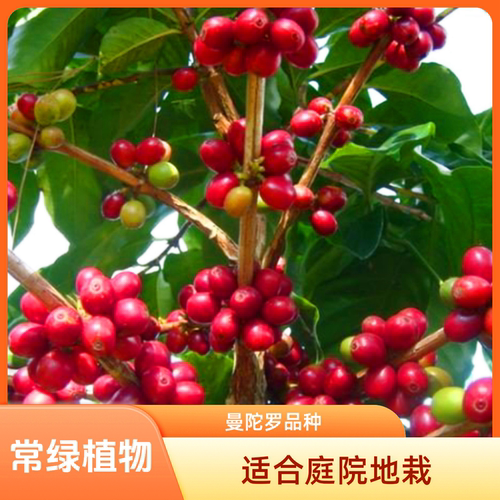 云南卡迪姆小苗盆栽庭院咖啡树