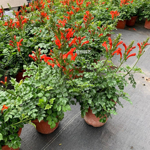 凌霄花爬藤植物花卉阳台爬藤绿植盆栽别墅庭院阳台篱笆凌霄花围墙