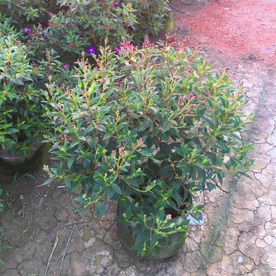 巴西野牡丹花苗盆栽四季开花木本植物净化空气阳台庭院花卉紫色花