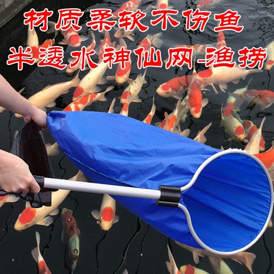 神仙网捞锦鲤鱼水族池塘不伤